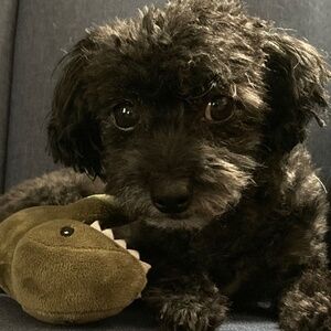 Meet your Posher, Erica